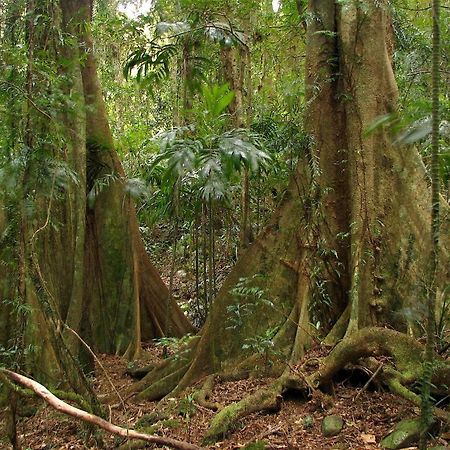 Springbrook Lyrebird Retreat Βίλα Εξωτερικό φωτογραφία