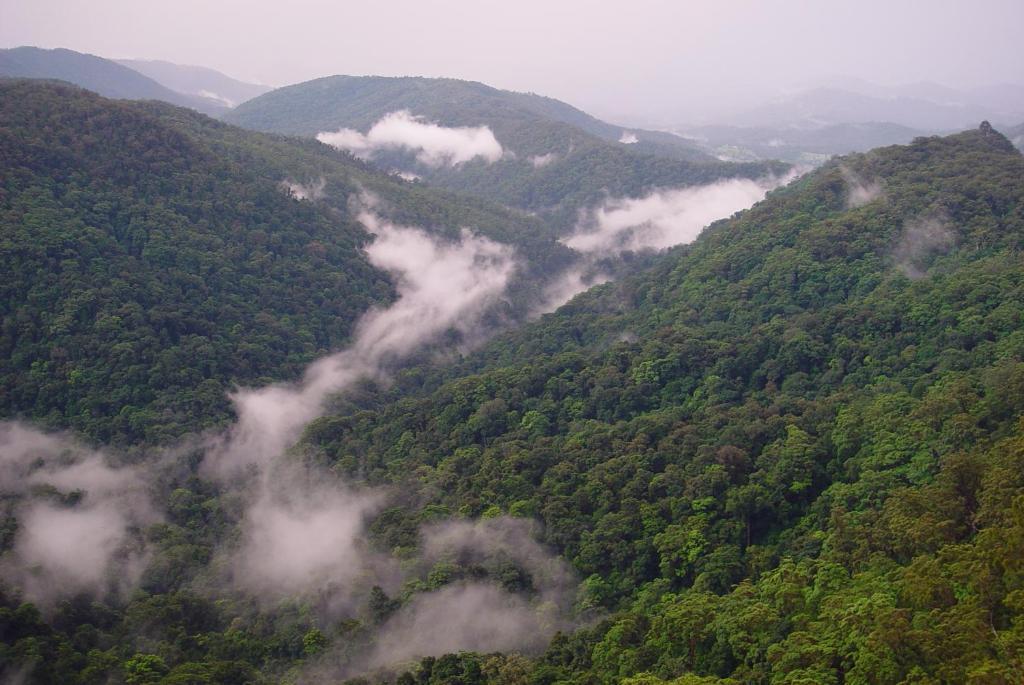 Springbrook Lyrebird Retreat Βίλα Εξωτερικό φωτογραφία