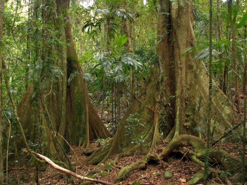 Springbrook Lyrebird Retreat Βίλα Εξωτερικό φωτογραφία