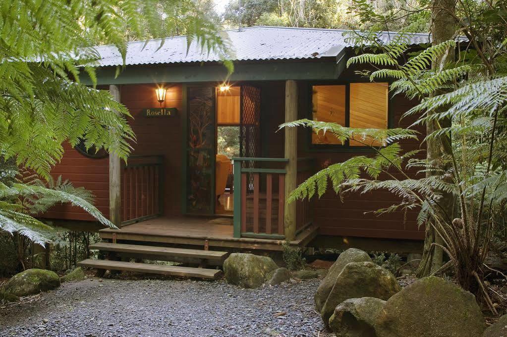 Springbrook Lyrebird Retreat Βίλα Εξωτερικό φωτογραφία